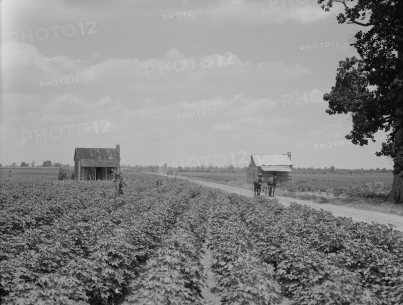 A cotton patch in the Delta area in Mississippi, 1937. Creator: Dorothea Lange.