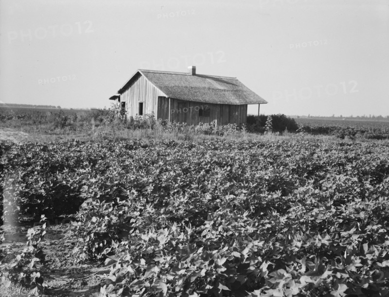 Cotton is planted close to the abandoned cabins, Aldridge Plantation, Mississippi, 1937. Creator: Dorothea Lange.
