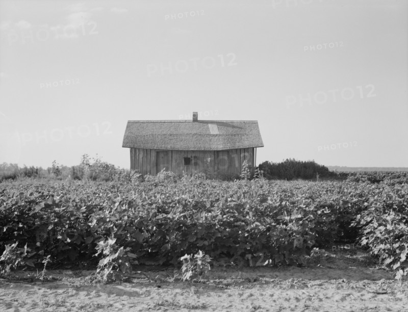 Cotton is planted close to the abandoned cabins, Aldridge Plantation, Mississippi, 1937. Creator: Dorothea Lange.