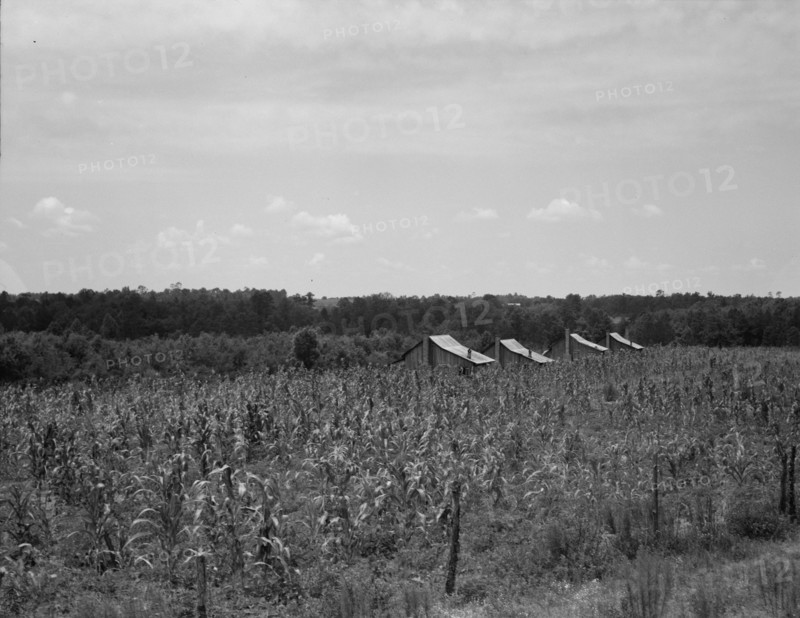 Cabins in the corn, South Georgia, 1937. Creator: Dorothea Lange.