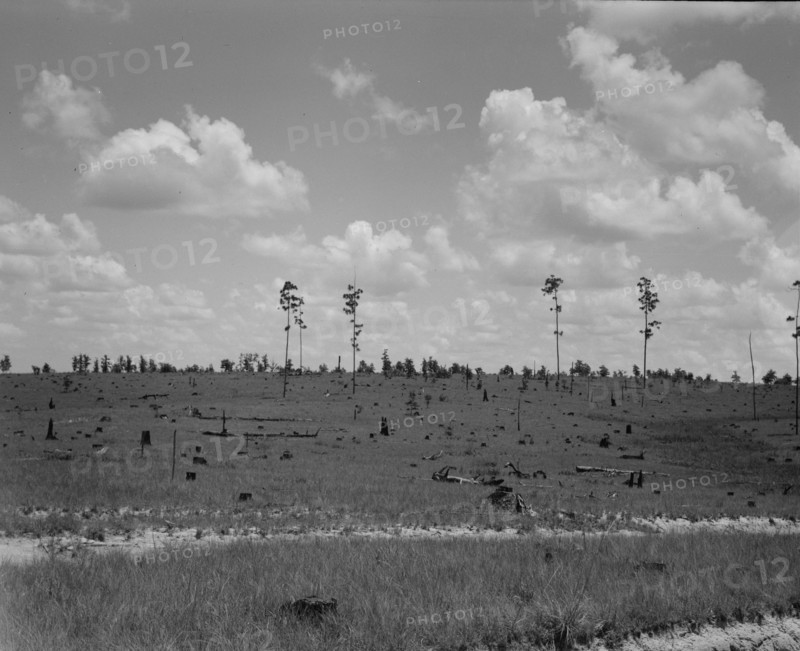 Cut-over long leaf yellow pine forest, Mississippi, 1937. Creator: Dorothea Lange.