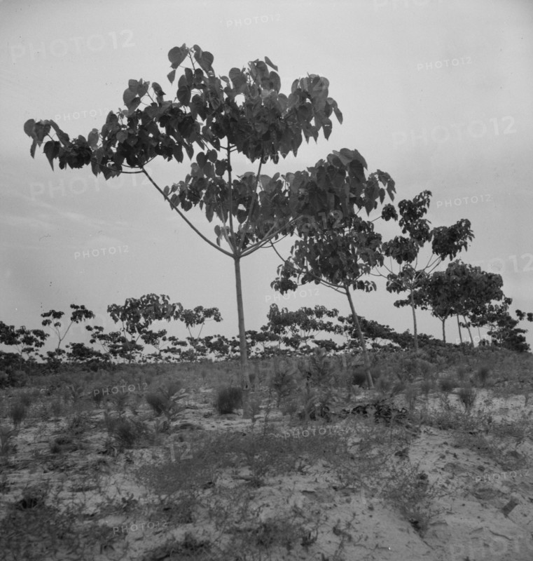 Tung oil grove near Mossy Head, Florida, 1937. Creator: Dorothea Lange.
