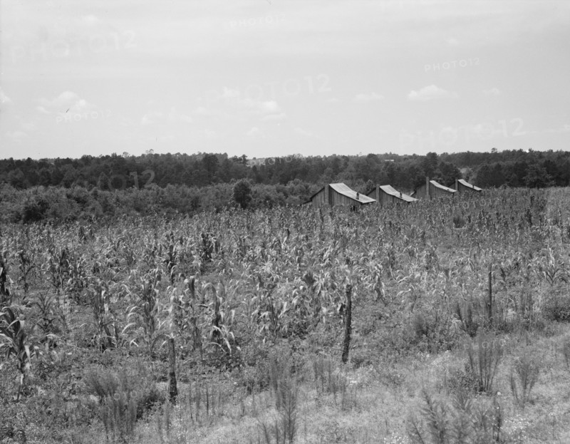 Aldridge Plantation near Leland, Mississippi, 1937. Creator: Dorothea Lange.