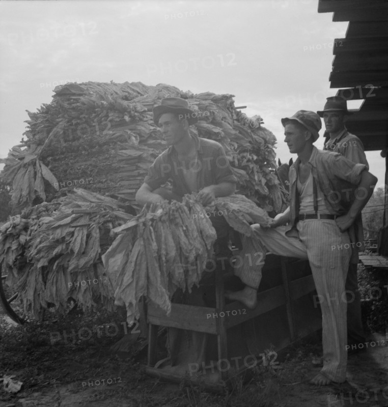 Loading cured tobacco for market, Georgia, 1937. Creator: Dorothea Lange.