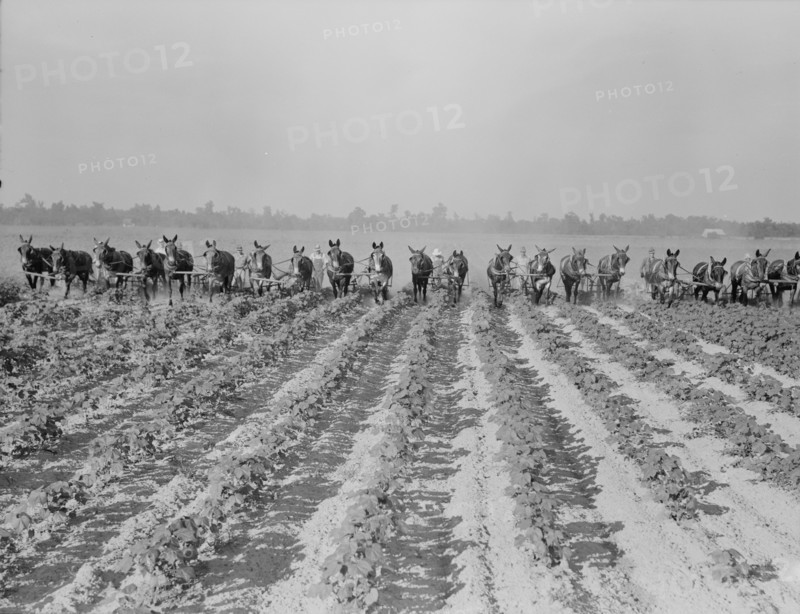 Cultivating cotton at Lake Dick project, Arkansas, 1938. Creator: Dorothea Lange.