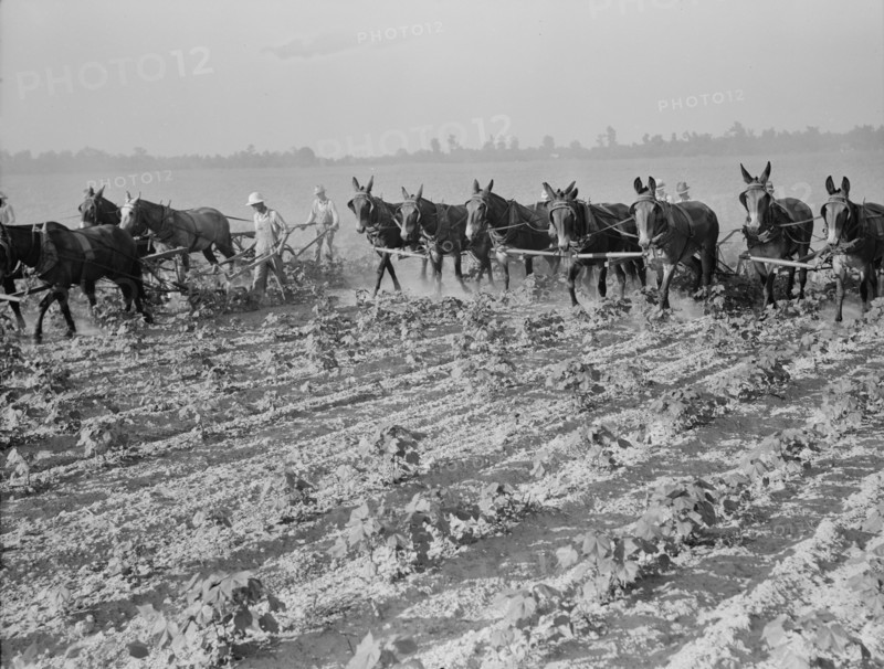Cultivating cotton cooperatively at Lake Dick, Arkansas, 1938. Creator: Dorothea Lange.