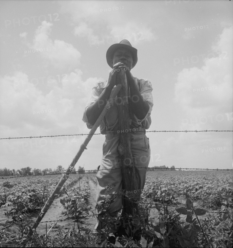 Negro sharecropper with twenty acres, Brazos riverbottoms, near Bryan, Texas, 1938. Creator: Dorothea Lange.