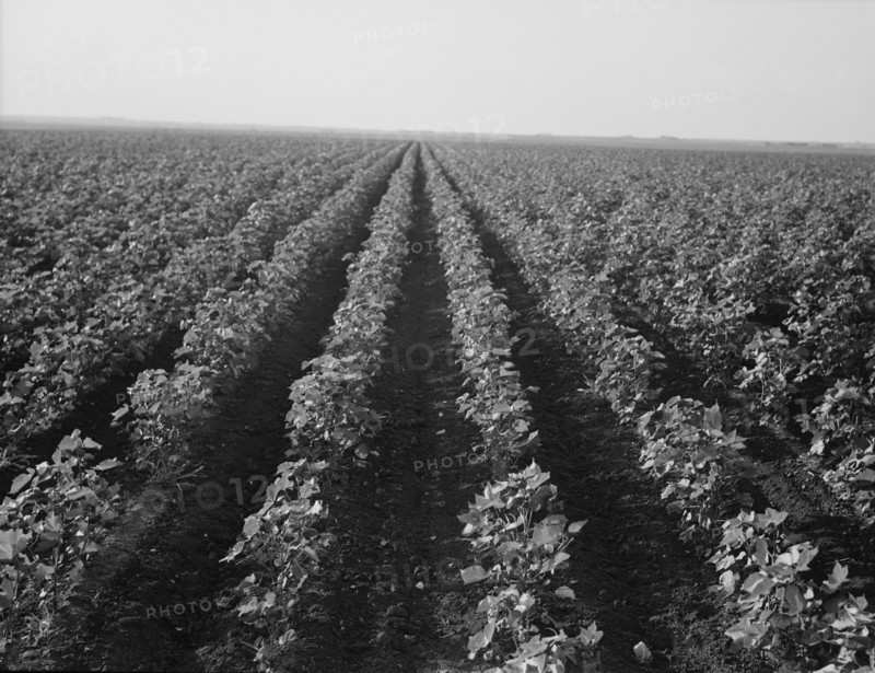 The Black Wax area of Texas, near Georgetown, Texas, 1938. Creator: Dorothea Lange.
