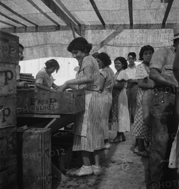 Women packing apricots in large open sheds adjoining the orchards, Brentwood, California, 1938. Creator: Dorothea Lange.