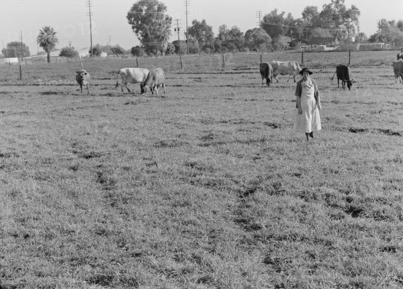 This farm of twelve acres operated as a prune ranch, Tulare County, California, 1938. Creator: Dorothea Lange.