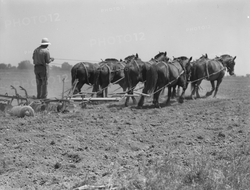 Seven-horse disc used in cultivating corn, Tulare County, California, 1937. Creator: Dorothea Lange.