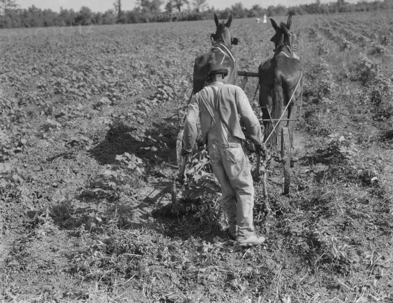 Sharecropper cultivating cotton with team, Near Shreveport, Louisiana, 1937. Creator: Dorothea Lange.