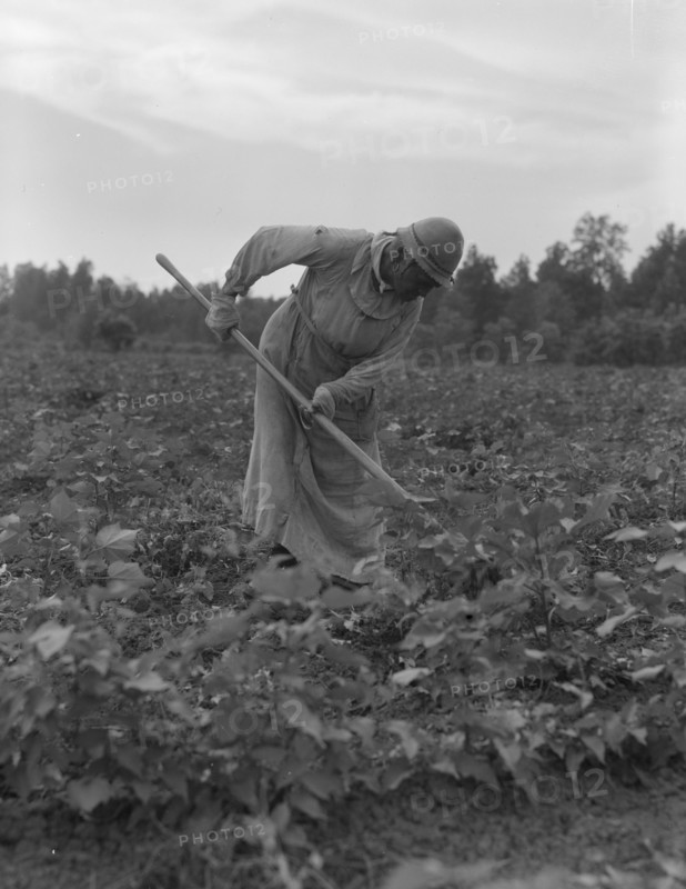 Mississippi Negress hoeing cotton, 1937. Creator: Dorothea Lange.
