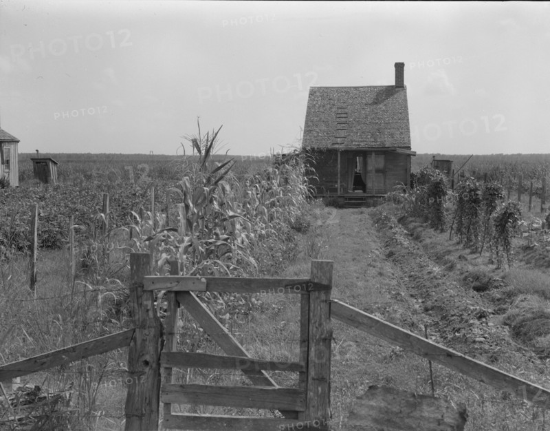 Cabins in the sugarcane country, Bayou La Fourche, Louisiana, 1937. Creator: Dorothea Lange.
