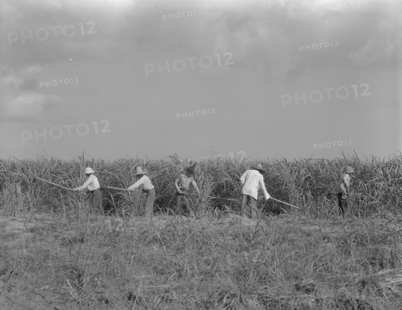 Hoeing sugarcane on plantation in Louisiana, 1937. Creator: Dorothea Lange.