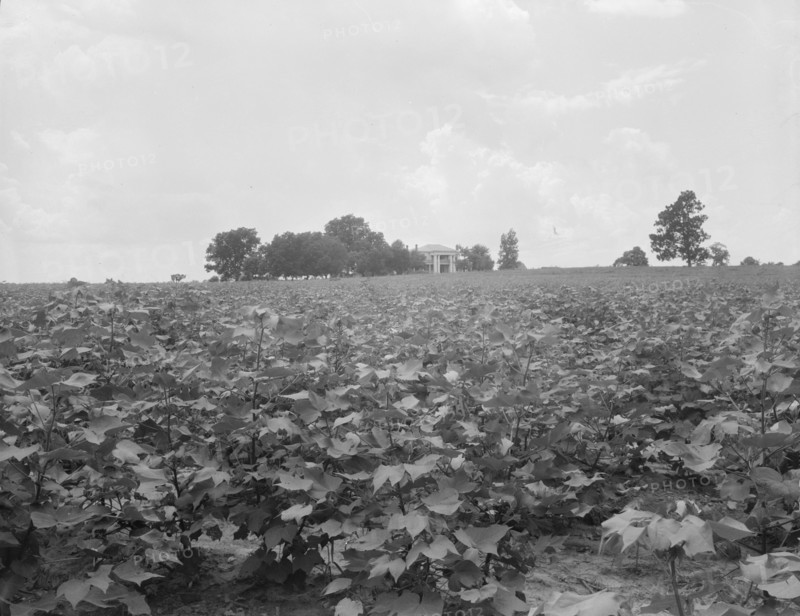 Cotton field and plantation house, Macon County, Georgia, 1937. Creator: Dorothea Lange.