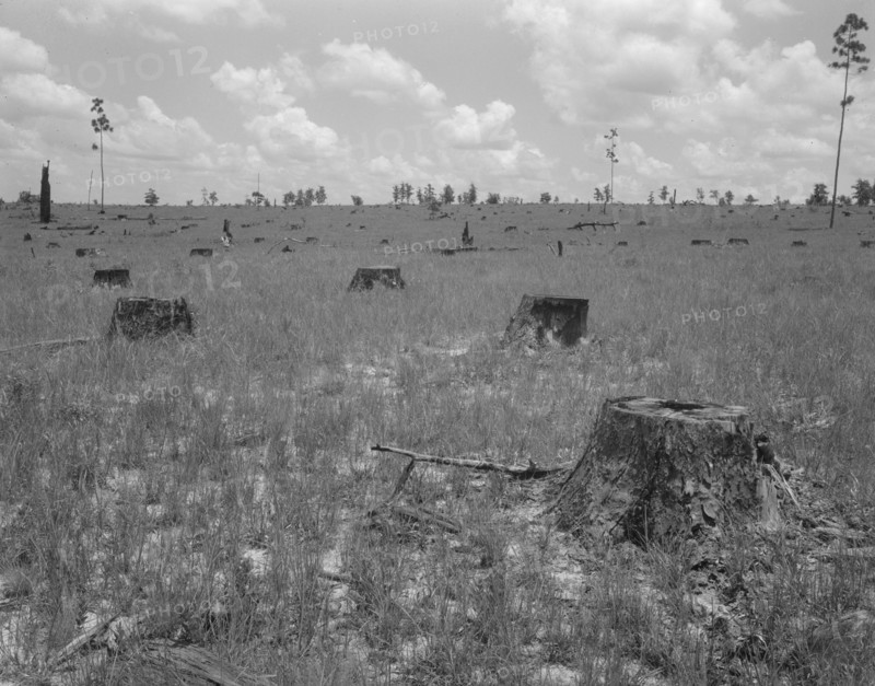 Cut-over long leaf yellow pine forest, Near Kiln, Mississippi, 1937. Creator: Dorothea Lange.