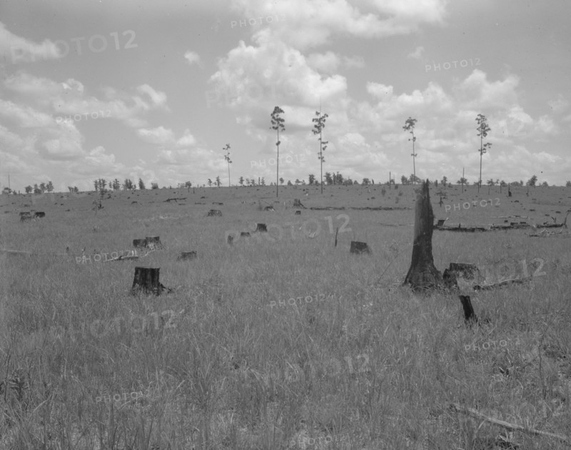 Land cut over by lumber company and not replanted, Greene County, Georgia, 1937. Creator: Dorothea Lange.