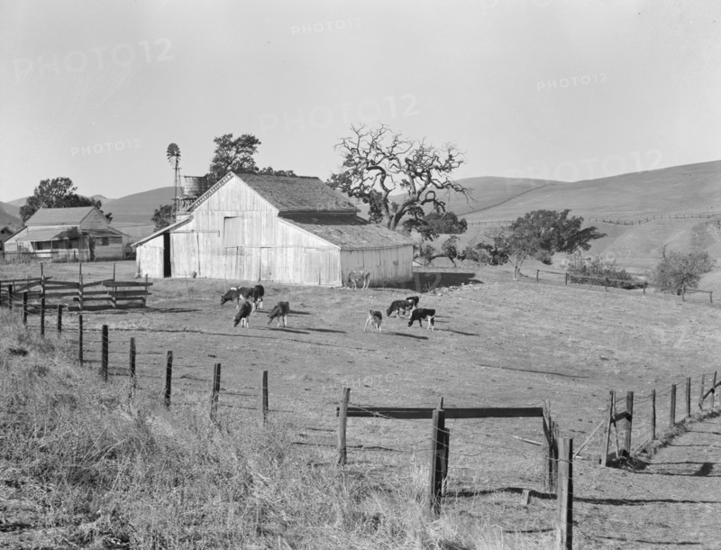 Small farm of California, Contra Costa County, 1938. Creator: Dorothea Lange.