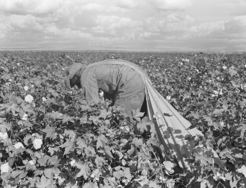 Migratory field worker picking cotton in San Joaquin Valley, California, 1938. Creator: Dorothea Lange.