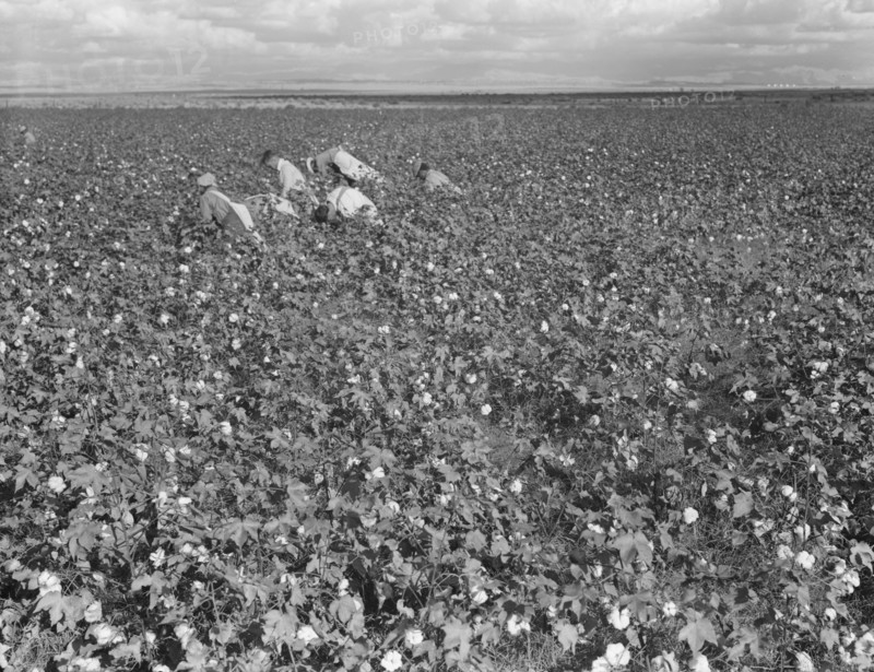 Migratory field worker picking cotton in San Joaquin Valley, CA, 1938. Creator: Dorothea Lange.