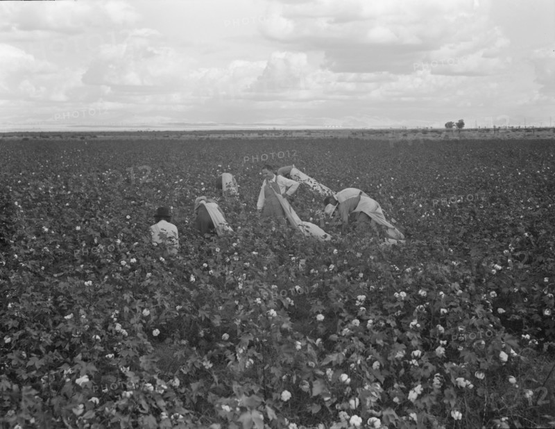 Migratory field worker picking cotton in San Joaquin Valley, CA, 1938. Creator: Dorothea Lange.