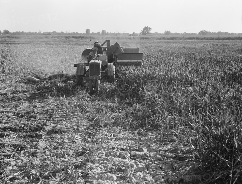 All-crop harvesting, Tulare County, California, 1938. Creator: Dorothea Lange.