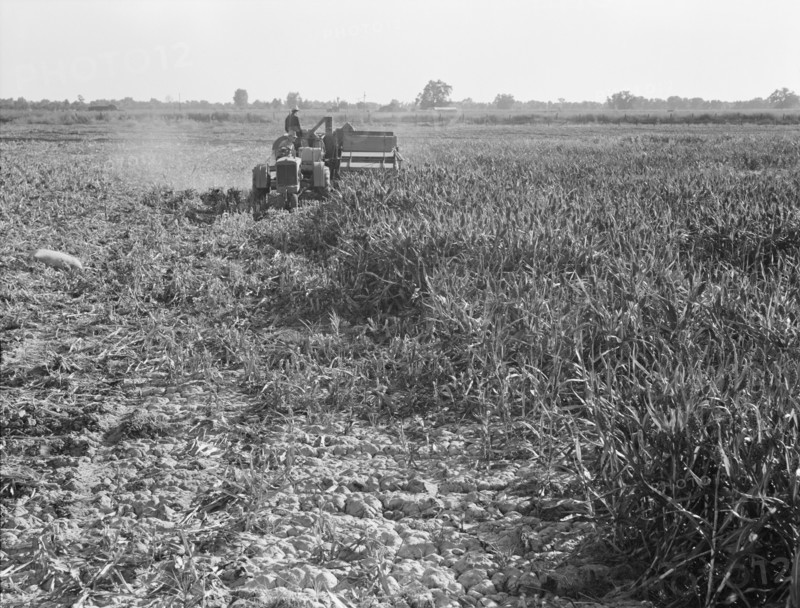 All-crop harvesting, Tulare County, California, 1938. Creator: Dorothea Lange.
