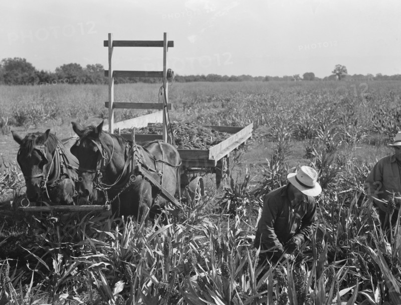 Harvesting milo maize, Tulare County, California, 1938. Creator: Dorothea Lange.