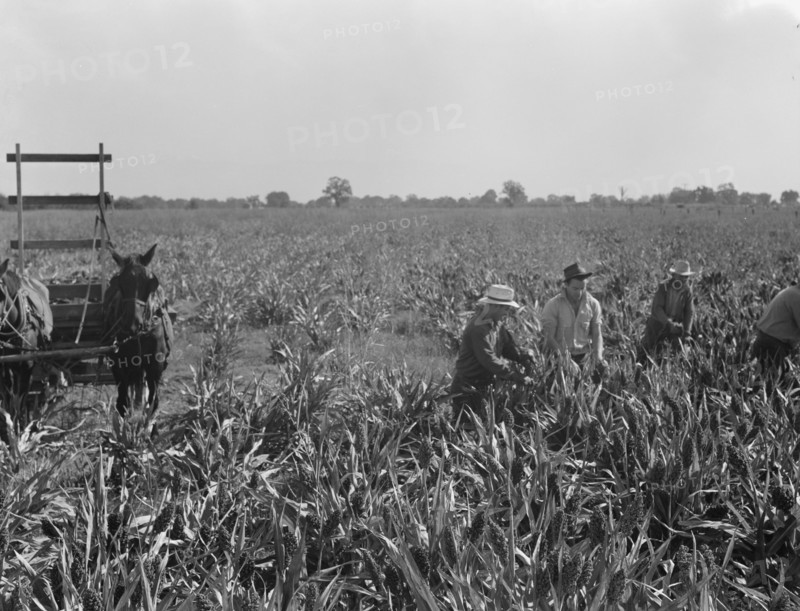 Harvesting milo maize, Tulare County, California, 1938. Creator: Dorothea Lange.
