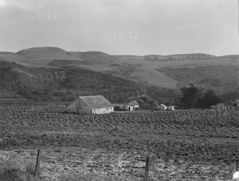 Artichoke ranch, near Half Moon Bay, California, November 14, 1938. Creator: Dorothea Lange.