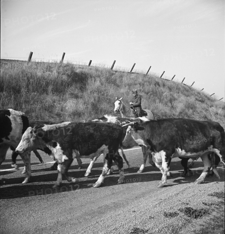 Bringing cattle in from the range, Contra Costa County, California, 1938. Creator: Dorothea Lange.