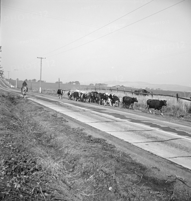 Bringing cattle in from the range, Contra Costa County, California, 1938. Creator: Dorothea Lange.