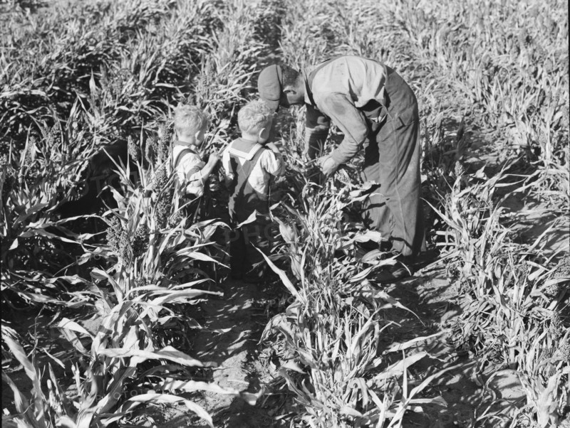 Formerly rehabilitation client harvesting milo maize, Near Manteca, California, 1938. Creator: Dorothea Lange.
