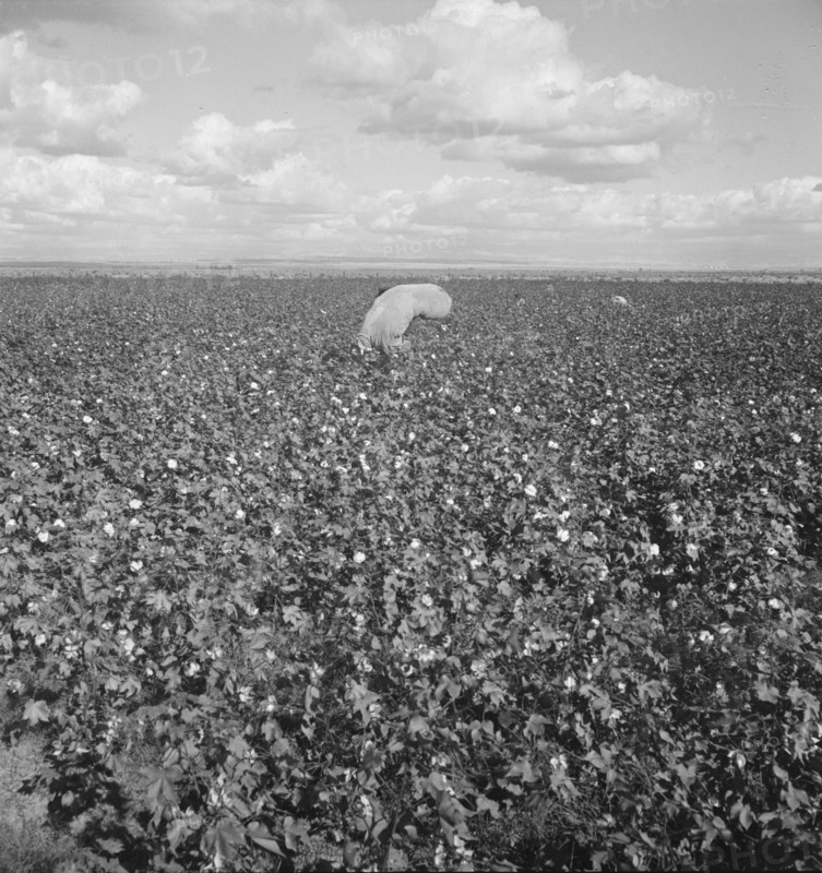 Migratory field workers picking cotton in the San Joaquin Valley, California, 1938. Creator: Dorothea Lange.