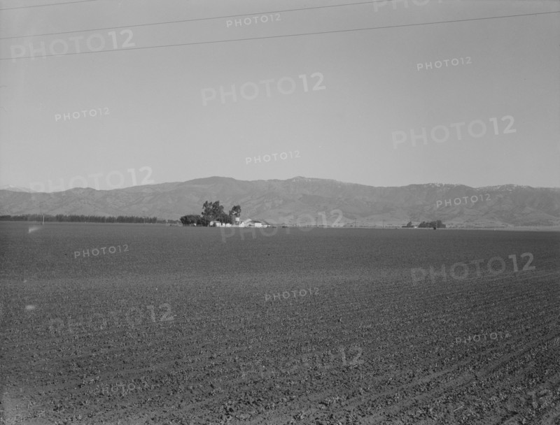 Large-scale agriculture (peas) and old style California ranch house, near King City, CA , 1939. Creator: Dorothea Lange.