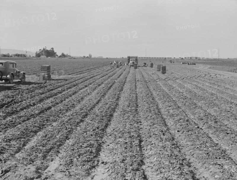Filipino gang of spinach harvesters, near Santa Maria, California, 1939. Creator: Dorothea Lange.