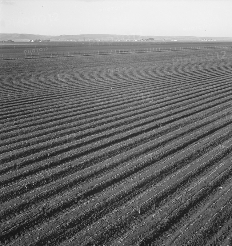 Large scale, commercial agriculture, Salinas Valley, California , 1939. Creator: Dorothea Lange.
