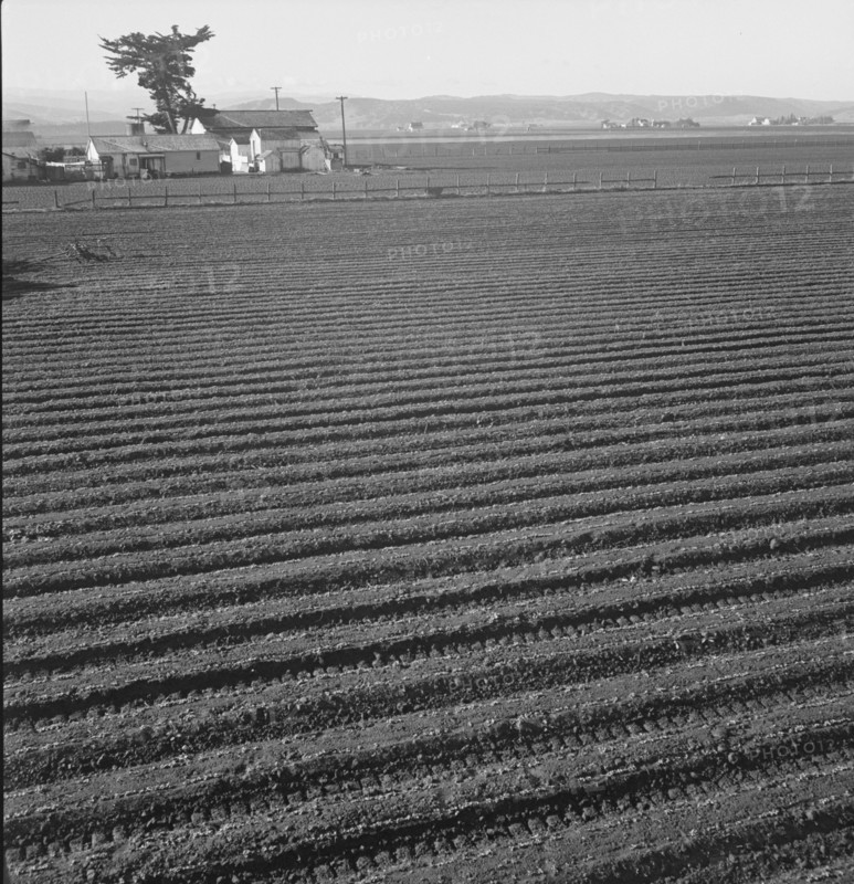 Large scale, commercial agriculture, Salinas Valley, California, 1939. Creator: Dorothea Lange.
