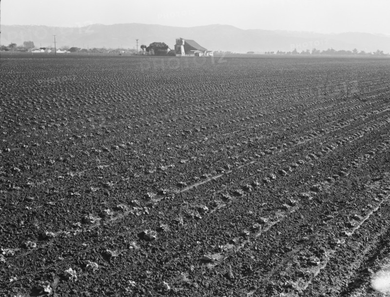 Large scale, commercial agriculture, Salinas Valley, California, 1939. Creator: Dorothea Lange.
