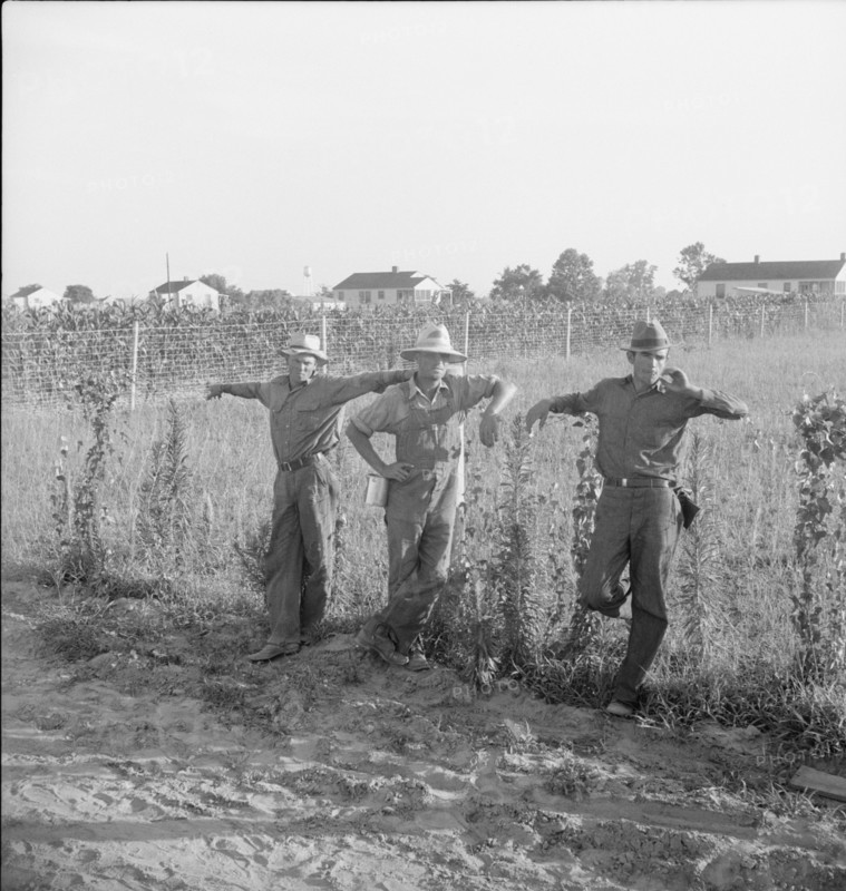 Farm Security Administration (FSA) cooperative farm, Lake Dick, Arkansas, 1938. Creator: Dorothea Lange.