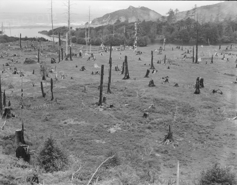 Cut-over land, part of stump ranch, California, Orick, Humboldt County, 1939. Creator: Dorothea Lange.