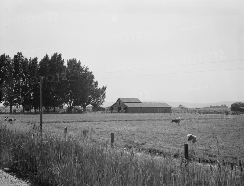 Possibly: West of Toppenish, Yakima Valley, Washington , 1939. Creator: Dorothea Lange.
