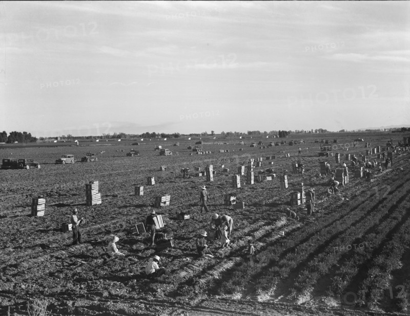 Large scale agriculture, near Meloland, Imperial Valley, 1939. Creator: Dorothea Lange.