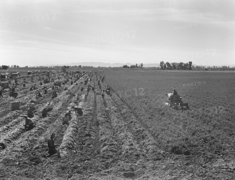 Large scale agriculture, near Meloland, Imperial Valley, 1939. Creator: Dorothea Lange.