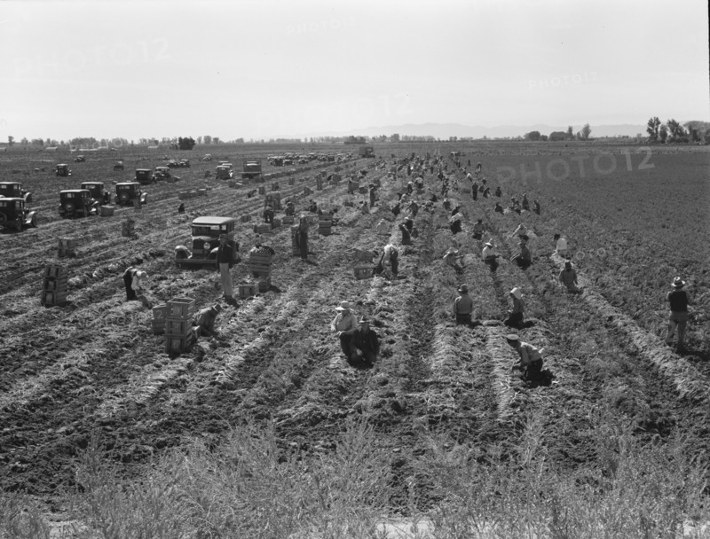 Large scale agriculture, near Meloland, Imperial Valley, 1939. Creator: Dorothea Lange.