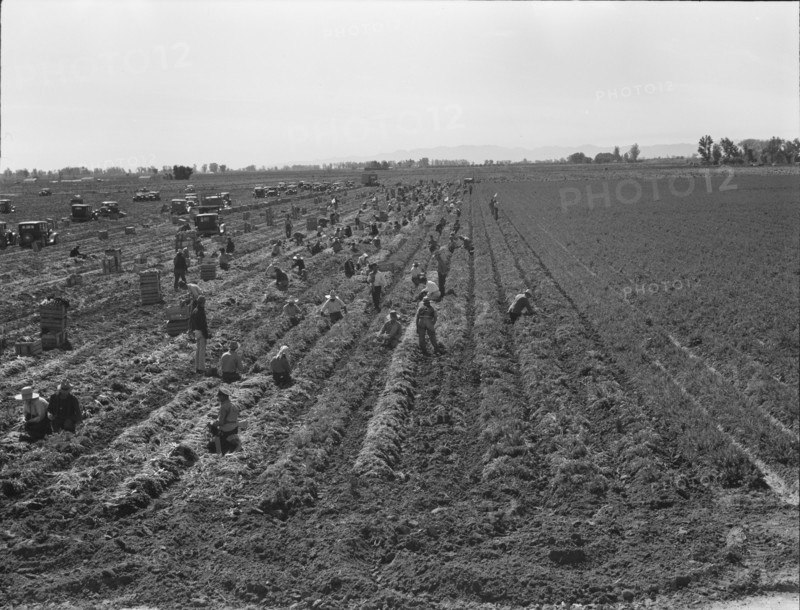 Large scale agriculture, near Meloland, Imperial Valley, 1939. Creator: Dorothea Lange.