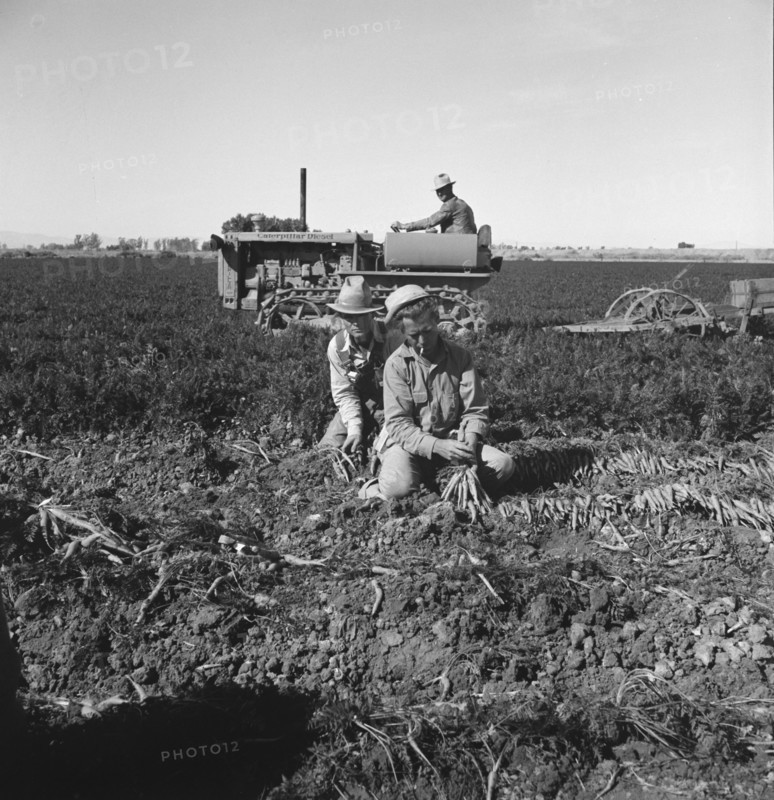 Large scale agriculture, near Meloland, Imperial Valley, 1939. Creator: Dorothea Lange.