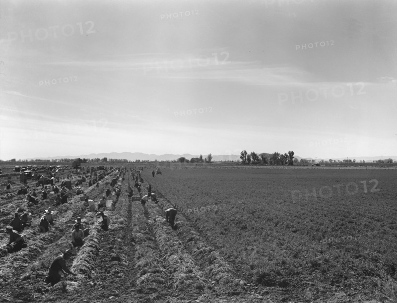 Large scale agriculture, near Meloland, Imperial Valley, 1939. Creator: Dorothea Lange.