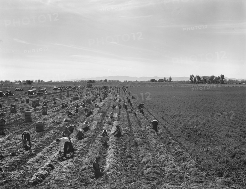 Large-scale agricultural gang labor, near Meloland, Imperial Valley, 1939. Creator: Dorothea Lange.
